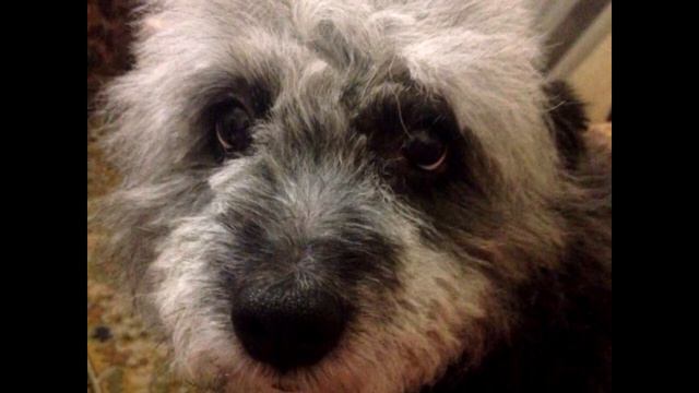 Возле мусорного бака топтался голодный грязный щенок, робко заглядывая в глаза проходящей девушки смотреть онлайн