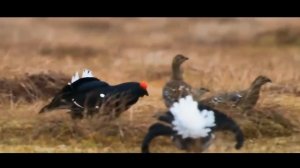 Животный мир тайги#животные#тайга