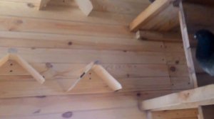 кормление николаевские голуби