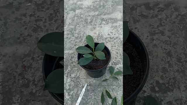 ficus kaise ugaye | ficus propagation| #ficus #propagation #gardening #plants #indoorplants смотреть онлайн