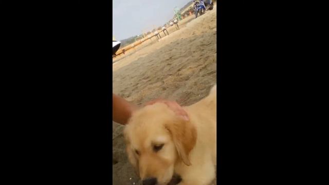 Турция, Beach Club Doganay 5* 2017. Море, дискотека, отель.