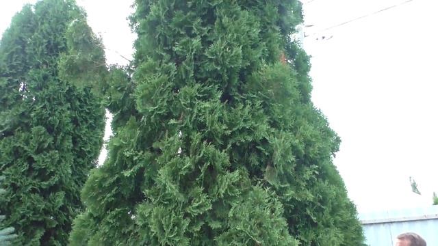 Почему у туи желтая и сухая хвоя внутри,что это болезнь или норма? смотреть онлайн