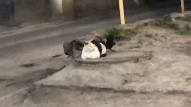 Ворон клюет кошку