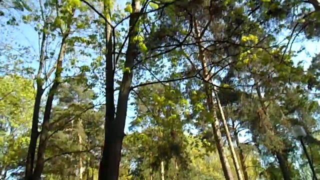 Москва | Царицыно | поросли клёна под сосной в парке "Сосенки" смотреть онлайн