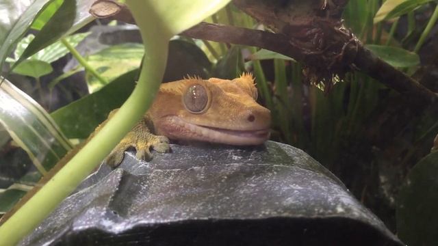 We've Been Heating Reptile Enclosures Incorrectly All These Years! - How to Heat a Reptile Tank смотреть онлайн