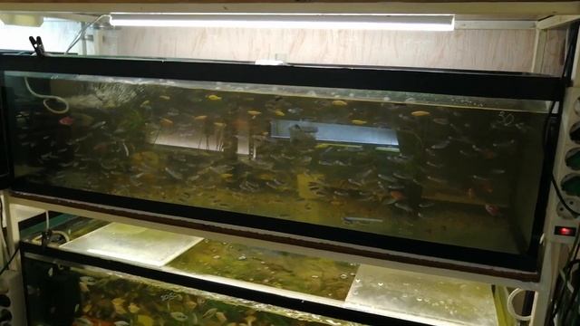 #Аквариум#Обзор стойки#. #Размеры и из чего сделаны# смотреть онлайн
