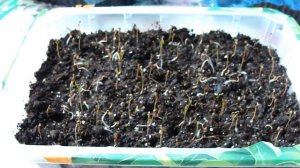 КОХИЯ ПОСЕВ СЕМЯН ОБЗОР ВСХОДОВ СЕЗОН 2019