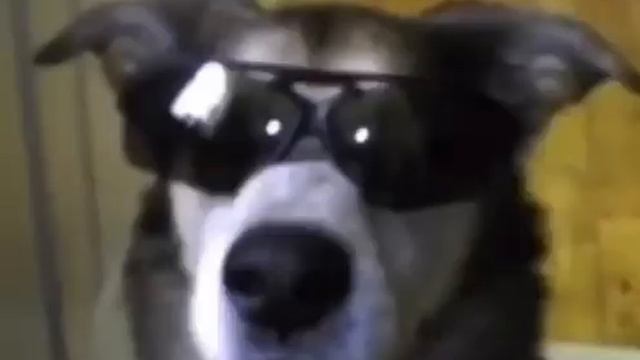 Собака и кошка большие люди смотреть онлайн