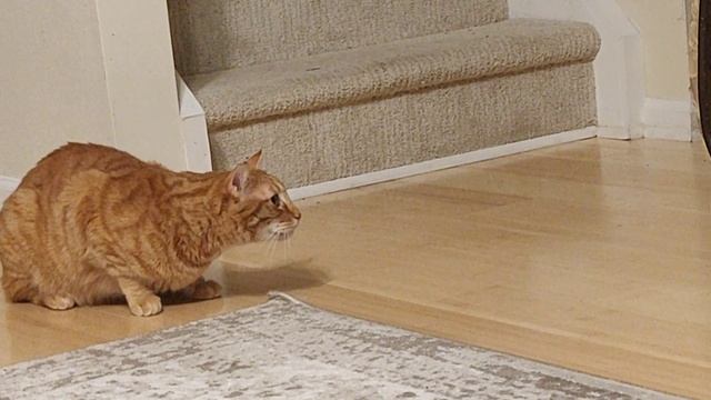 Вегас смотрит на фотографию Баксика 02 смотреть онлайн