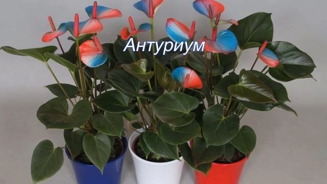 Топ комнатных растений, красиво цветущих в тени смотреть онлайн