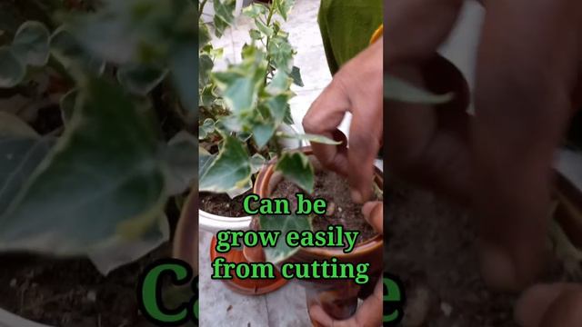 #short Easy Grow English Ivy Plant😱😱 смотреть онлайн