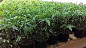 Обзор рассады томатов 1го апреля. + Рабочие моменты.