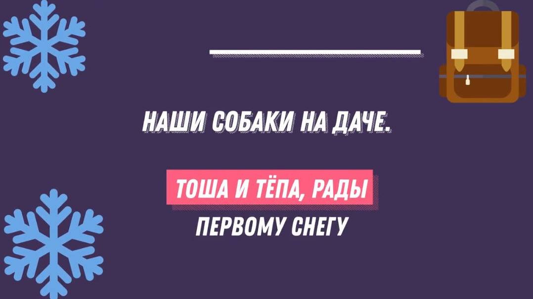 Наши собаки на даче. Тоша и Тёпа, рады первому снегу