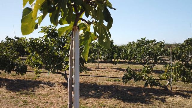 Cavaleiro Fig and Tree Spacing Discussion - See video description смотреть онлайн