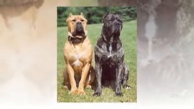Australian Bandog Dog breed смотреть онлайн