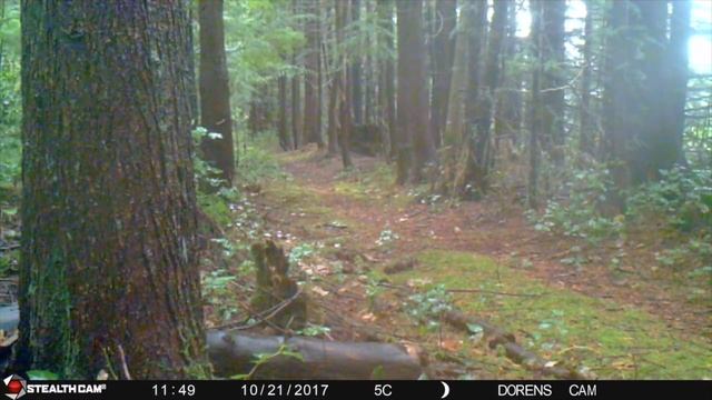 4 Frightening Bigfoot Sightings Caught On Camera 2019 смотреть онлайн