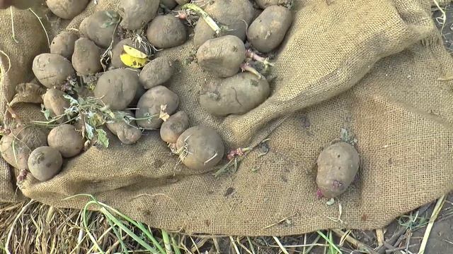 КАРТОШКА В МЕШКЕ. Посадка КАРТОШКИ в МЕШОК. смотреть онлайн