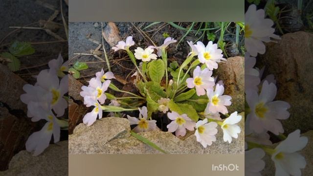 ...Садовая примула ??☀️??... смотреть онлайн