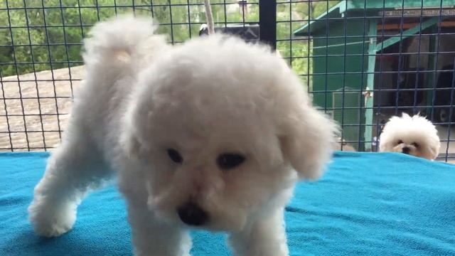 Щенок Бишон Фризе FRISE DELUXE ELLIE (ЭЛЛИ) смотреть онлайн