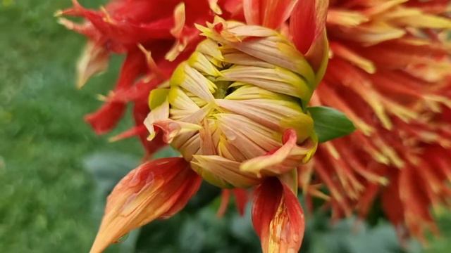 Show N Tell Dahlia смотреть онлайн