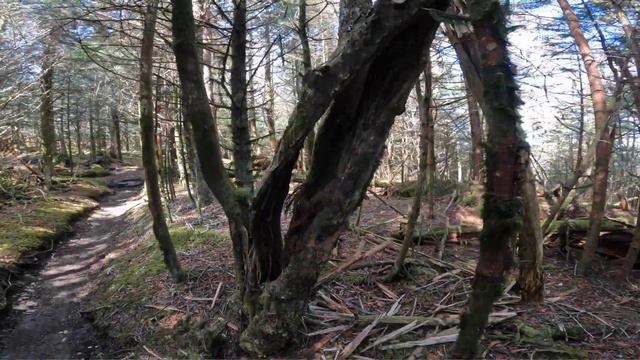 Baggin' Southern Sixers: Mt. Collins, Mt. Love, Clingmans Dome, Mt. Buckley - GSMNP смотреть онлайн