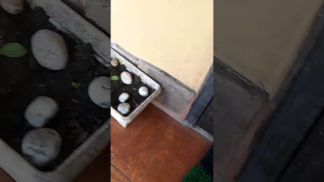 Бабушкин дом смотреть онлайн