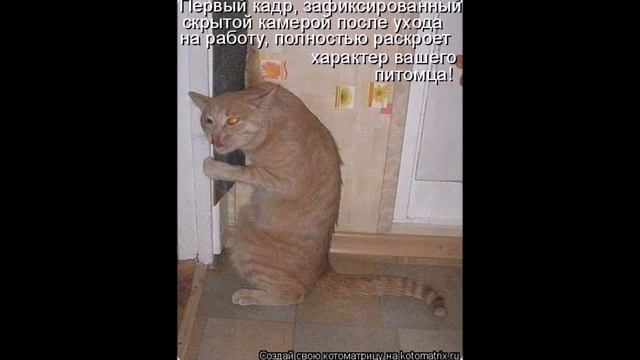 Смешные картинки про кошек и котят Выпуск №12 FUNNY CATS СМЕШНЫЕ КОШКИ смотреть онлайн