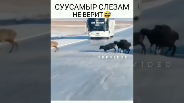 Бараны ? переходят цивильна дорогу ? смотреть онлайн