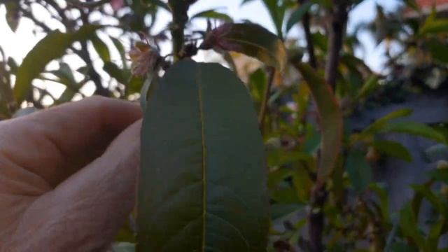 PEACH Tree BLOSSOM Thinning | The SECRET To Growing LARGE JUICY Peaches