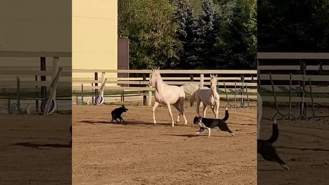 Изабелловые арабские лошади на продажу - не мечта а реальность!