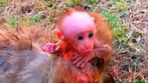 Детеныш обезьяны оплакивает свою мать