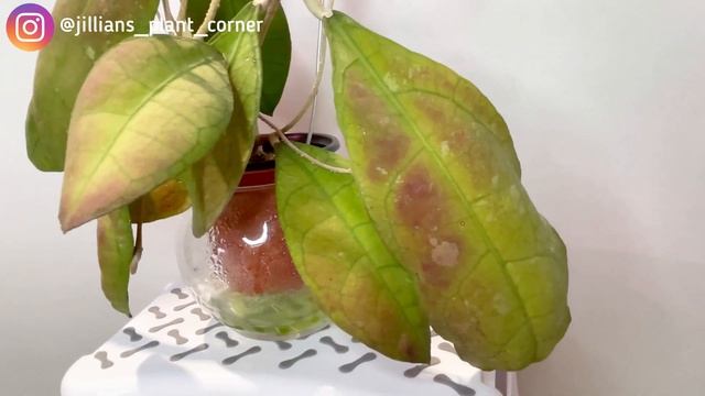 HOYAS IN BLOOM | HOYA PENINSULARIS (Hoya Sp Perak Teddy Bear “white Corona”)