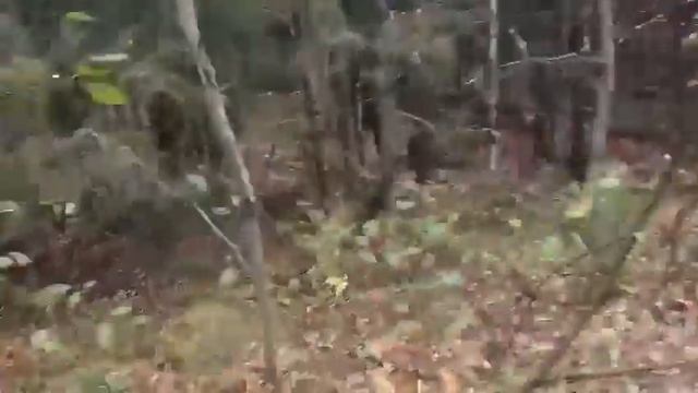 ? Охотник встретил в лесу медведицу но стрелять не стал,так как рядом были маленькие медвежата смотреть онлайн