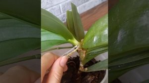 Орхидея Сапфир