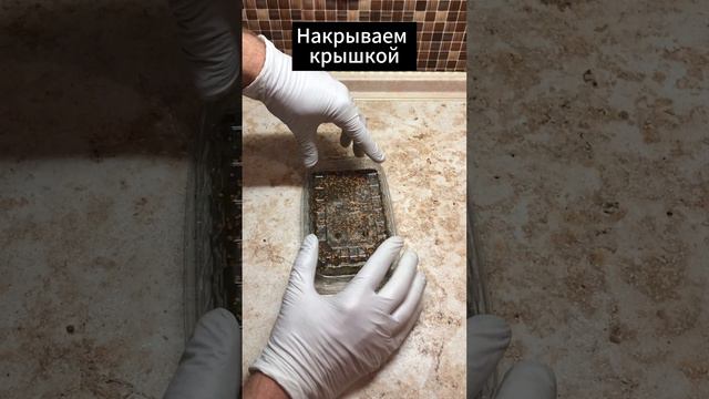 Как сажать микрозелень горчицы на агровате