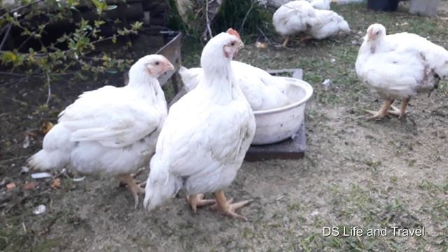 Как сделать запару для кур из дробленного зерна смотреть онлайн