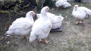 Как сделать запару для кур из дробленного зерна