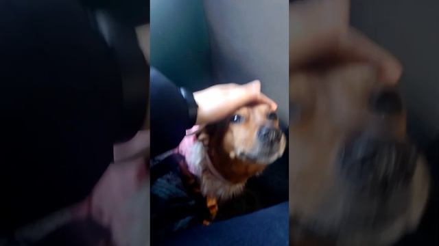 Як Міла їздить в автобусі #милана та #автобус #dog #history #прикол #приколы #story #history #short смотреть онлайн