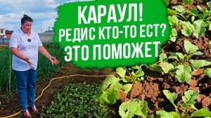 Как легко избавиться от крестоцветной блошки? Крестоцветная блошка меры борьбы.