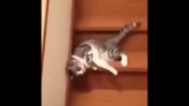 Кот настолько ленивый, что даже спускаясь по ступенькам не хочет вставать смотреть онлайн