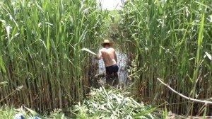 место для рыбалки в камышах