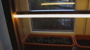 Быстрая зелень: как вырастить рукколу на подоконнике