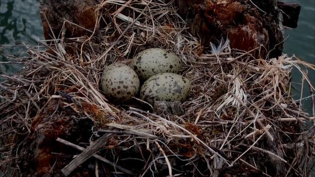 Размножение речных (озёрных) чаек. смотреть онлайн