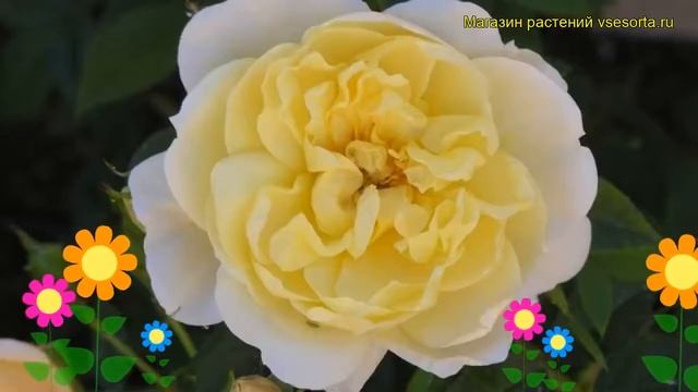 Роза плетистая Еллоу Романтика. Краткий обзор, описание характеристик Yellow Romantica смотреть онлайн