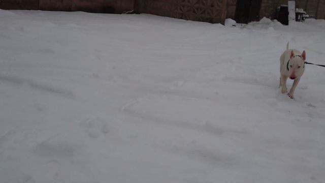Снежное утро ❄️ Дэнни и Снап Бультерьеры Danny and Snap Bull Terrier's смотреть онлайн