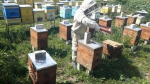Поздние пчелиные отводки. Работы с ними.
