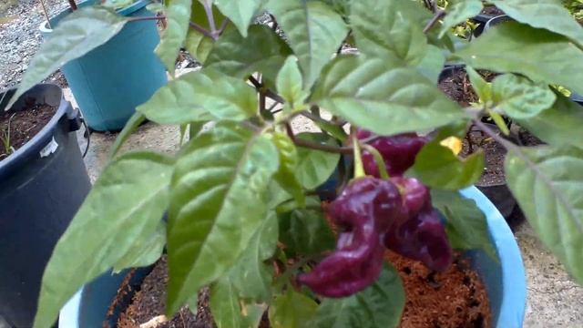 Purple Prince - Pretty in Purple смотреть онлайн