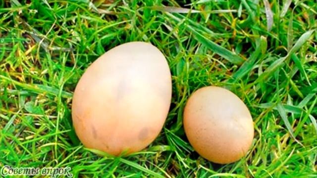➤ Что делать, если куры перестали нестись ➤ Куры несушки ➤ Почему перестали нестись куры! смотреть онлайн