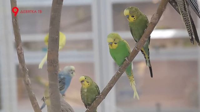 Дай Лапу #22 Птицы 12+ 9tv