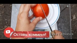 томат Богата Хата F1